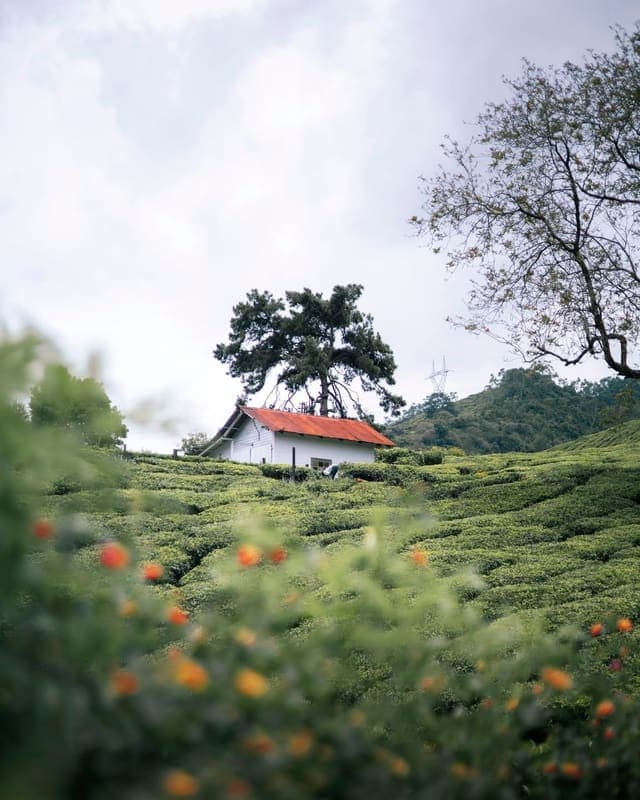 Suryanelli Valley Tea Plantation Camping & Tent Stay Unit